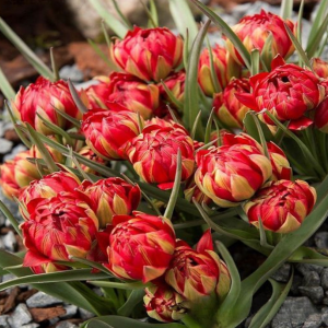 Тюльпан Ап Пинк купить по цене от 390р. в интернет-магазине «Посадика» с доставкой почтой в в Мышкине и по всей России – [изображение №1].