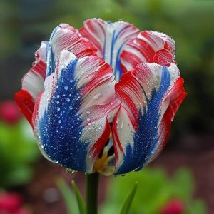 Тюльпан Ремс Сенсейшн купить по цене от 219р. в интернет-магазине «Посадика» с доставкой почтой в в Мышкине и по всей России – [изображение №1].