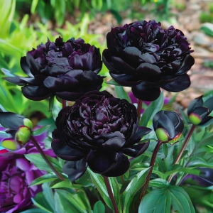 Пион Королевский Бархат купить по цене от 419р. в интернет-магазине «Посадика» с доставкой почтой в в Мышкине и по всей России – [изображение №1].