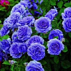 Роза Блю Мун купить по цене от 450р. в интернет-магазине «Посадика» с доставкой почтой в в Мышкине и по всей России – [изображение №1].