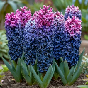 Гиацинт Блю Спринг купить по цене от 2099р. в интернет-магазине «Посадика» с доставкой почтой в в Мышкине и по всей России – [изображение №1].