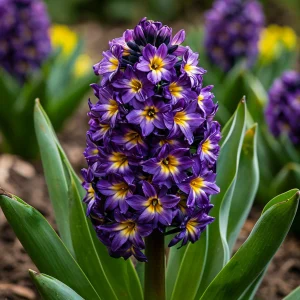 Гиацинт Вельвет Колор купить по цене от 2099р. в интернет-магазине «Посадика» с доставкой почтой в в Мышкине и по всей России – [изображение №1].