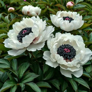 Пион Инк Эн купить по цене от 429р. в интернет-магазине «Посадика» с доставкой почтой в в Мышкине и по всей России – [изображение №1].