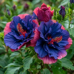 Гибискус Роуз Шайн купить по цене от 360р. в интернет-магазине «Посадика» с доставкой почтой в в Мышкине и по всей России – [изображение №1].