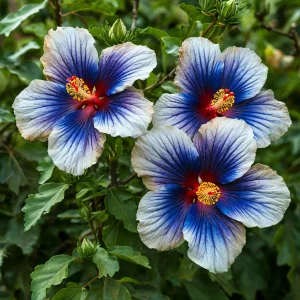 Гибискус Илюжн Вилью купить по цене от 259р. в интернет-магазине «Посадика» с доставкой почтой в в Мышкине и по всей России – [изображение №1].