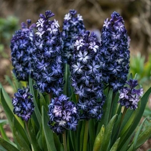 Гиацинт Блум Клауд купить по цене от 2099р. в интернет-магазине «Посадика» с доставкой почтой в в Мышкине и по всей России – [изображение №1].