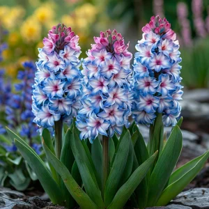 Гиацинт Пинк Мари купить по цене от 2099р. в интернет-магазине «Посадика» с доставкой почтой в в Мышкине и по всей России – [изображение №1].