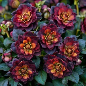 Морозник Сноу Дроп купить по цене от 348р. в интернет-магазине «Посадика» с доставкой почтой в в Мышкине и по всей России – [изображение №1].