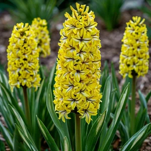 Гиацинт Сансет Голд купить по цене от 2099р. в интернет-магазине «Посадика» с доставкой почтой в в Мышкине и по всей России – [изображение №1].