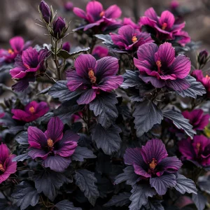 Гибискус Корал Чарм купить по цене от 271р. в интернет-магазине «Посадика» с доставкой почтой в в Мышкине и по всей России – [изображение №1].