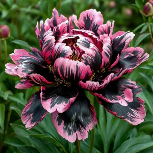 Пион Дроп Руби купить по цене от 469р. в интернет-магазине «Посадика» с доставкой почтой в в Мышкине и по всей России – [изображение №1].