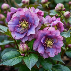 Морозник Айс Принцесс Чарм купить по цене от 650р. в интернет-магазине «Посадика» с доставкой почтой в в Мышкине и по всей России – [изображение №1].