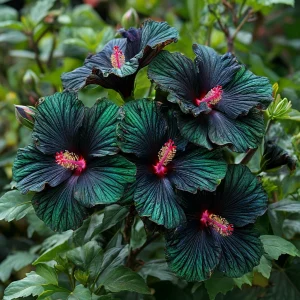 Гибискус Пикок Плюм купить по цене от 490р. в интернет-магазине «Посадика» с доставкой почтой в в Мышкине и по всей России – [изображение №1].