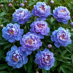 Пион Голубой лотос купить по цене от 590р. в интернет-магазине «Посадика» с доставкой почтой в в Мышкине и по всей России – [изображение №1].