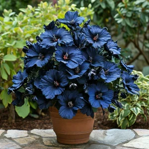 Гибискус Селестиал Флейм купить по цене от 326р. в интернет-магазине «Посадика» с доставкой почтой в в Мышкине и по всей России – [изображение №1].