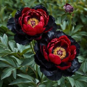 Пион Эбеновый Рубин купить по цене от 419р. в интернет-магазине «Посадика» с доставкой почтой в в Мышкине и по всей России – [изображение №1].