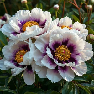 Пион Эко Саммер купить по цене от 548р. в интернет-магазине «Посадика» с доставкой почтой в в Мышкине и по всей России – [изображение №1].