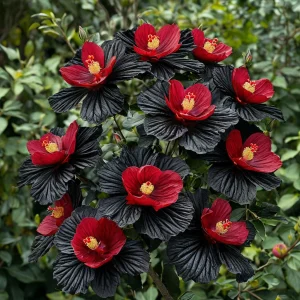 Гибискус Ройял Афеа купить по цене от 460р. в интернет-магазине «Посадика» с доставкой почтой в в Мышкине и по всей России – [изображение №1].