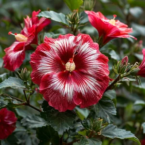 Гибискус Пурпл Мистик купить по цене от 360р. в интернет-магазине «Посадика» с доставкой почтой в в Мышкине и по всей России – [изображение №1].