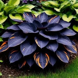 Хоста Умбра купить по цене от 349р. в интернет-магазине «Посадика» с доставкой почтой в в Мышкине и по всей России – [изображение №1].