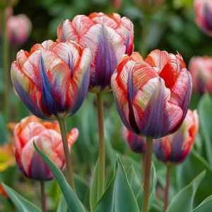 Тюльпан Эбисан Грэйс купить по цене от 217р. в интернет-магазине «Посадика» с доставкой почтой в в Мышкине и по всей России – [изображение №1].