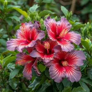 Гибискус Кримсон Флейм купить по цене от 479р. в интернет-магазине «Посадика» с доставкой почтой в в Мышкине и по всей России – [изображение №1].