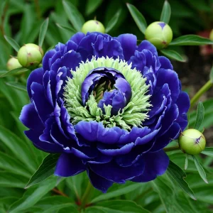 Пион Дримвивер купить по цене от 417р. в интернет-магазине «Посадика» с доставкой почтой в в Мышкине и по всей России – [изображение №1].