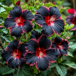 Гибискус садовый Файер Дэнсер купить по цене от 450р. в интернет-магазине «Посадика» с доставкой почтой в в Мышкине и по всей России – [изображение №1].