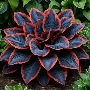 Хоста Солнечный Агат купить по цене от 440р. в интернет-магазине «Посадика» с доставкой почтой в в Мышкине и по всей России – [изображение №1].