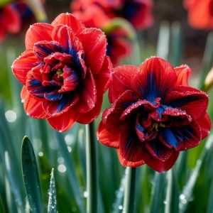 Нарцисс Эрличе купить по цене от 386р. в интернет-магазине «Посадика» с доставкой почтой в в Мышкине и по всей России – [изображение №1].