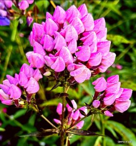 Флокс Бутоник купить по цене от 461р. в интернет-магазине «Посадика» с доставкой почтой в в Мышкине и по всей России – [изображение №1].