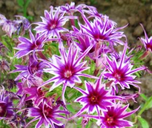 Флокс Звездное Кружево купить по цене от 361р. в интернет-магазине «Посадика» с доставкой почтой в в Мышкине и по всей России – [изображение №1].