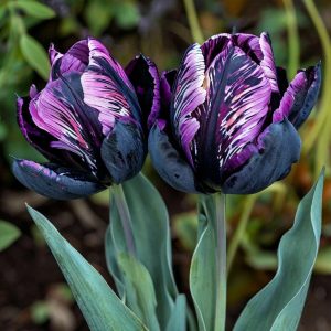 Тюльпан Блэк Каньон купить по цене от 305р. в интернет-магазине «Посадика» с доставкой почтой в в Мышкине и по всей России – [изображение №1].