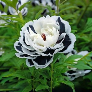 Пион Монохромный Шик купить по цене от 429р. в интернет-магазине «Посадика» с доставкой почтой в в Мышкине и по всей России – [изображение №1].