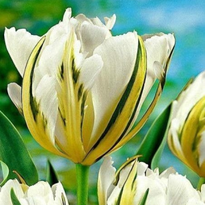 Тюльпан Экзотик Пуруссима купить по цене от 305р. в интернет-магазине «Посадика» с доставкой почтой в в Мышкине и по всей России – [изображение №1].