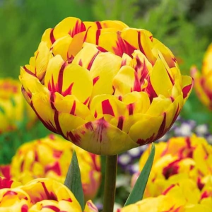 Тюльпан махровый Голден Ницц купить по цене от 361р. в интернет-магазине «Посадика» с доставкой почтой в в Мышкине и по всей России – [изображение №1].