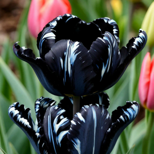 Тюльпан Шелк Нуар купить по цене от 219р. в интернет-магазине «Посадика» с доставкой почтой в в Мышкине и по всей России – [изображение №1].
