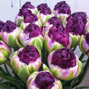 Тюльпан Анаконда купить по цене от 450р. в интернет-магазине «Посадика» с доставкой почтой в в Мышкине и по всей России – [изображение №1].