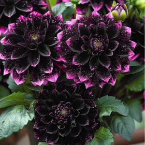 Георгин Лаванда Лейс купить по цене от 679р. в интернет-магазине «Посадика» с доставкой почтой в в Мышкине и по всей России – [изображение №1].