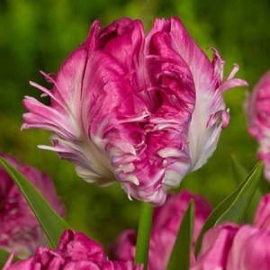 Тюльпан махровый Кул Кристал купить по цене от 400р. в интернет-магазине «Посадика» с доставкой почтой в в Мышкине и по всей России – [изображение №1].