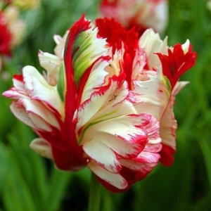 Тюльпан Эстелла Рижнвельд купить по цене от 500р. в интернет-магазине «Посадика» с доставкой почтой в в Мышкине и по всей России – [изображение №1].