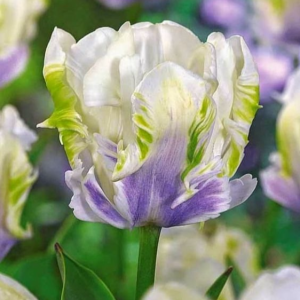 Тюльпан Уайт Лизарт купить по цене от 360р. в интернет-магазине «Посадика» с доставкой почтой в в Мышкине и по всей России – [изображение №1].