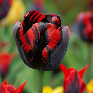 Тюльпан Блэк Перрот купить по цене от 351р. в интернет-магазине «Посадика» с доставкой почтой в в Мышкине и по всей России – [изображение №1].