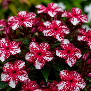 Флокс Ливер Гриммер купить по цене от 590р. в интернет-магазине «Посадика» с доставкой почтой в в Мышкине и по всей России – [изображение №1].