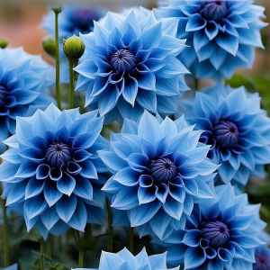 Георгин Вижапе купить по цене от 699р. в интернет-магазине «Посадика» с доставкой почтой в в Мышкине и по всей России – [изображение №1].