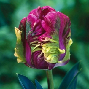 Тюльпан Экзотик Хэвен купить по цене от 186р. в интернет-магазине «Посадика» с доставкой почтой в в Мышкине и по всей России – [изображение №1].