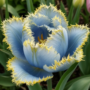 Тюльпан Махровый Амплуа купить по цене от 199р. в интернет-магазине «Посадика» с доставкой почтой в в Мышкине и по всей России – [изображение №1].