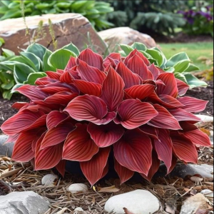 Хоста Рэд Эйнджл купить по цене от 549р. в интернет-магазине «Посадика» с доставкой почтой в в Мышкине и по всей России – [изображение №1].