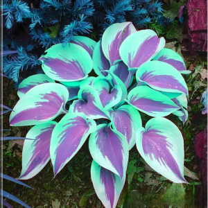 Хоста Висперин Бьюти купить по цене от 379р. в интернет-магазине «Посадика» с доставкой почтой в в Мышкине и по всей России – [изображение №1].