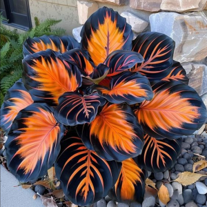 Хоста Сикрет Форест купить по цене от 601р. в интернет-магазине «Посадика» с доставкой почтой в в Мышкине и по всей России – [изображение №1].